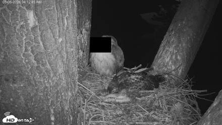 Red-Tailed Hawk Live Webcam - May 6, 2026, 5:16am PDT