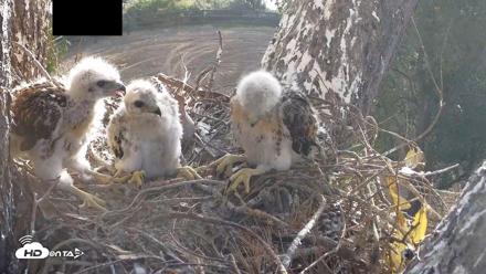 Red-Tailed Hawk Live Webcam - Apr 19, 2026, 7:19am PDT