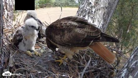Red-Tailed Hawk Live Webcam - Apr 16, 2026, 12:08pm PDT