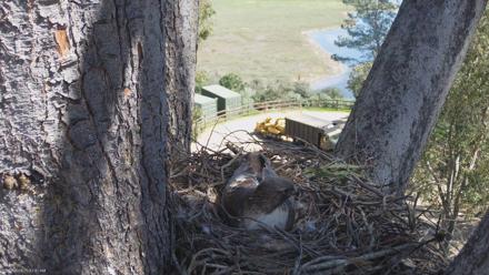 Red-Tailed Hawk Live Webcam - Mar 7, 2026, 10:56am PST