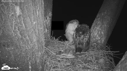 Red-Tailed Hawk Live Webcam - May 5, 2026, 9:36pm PDT
