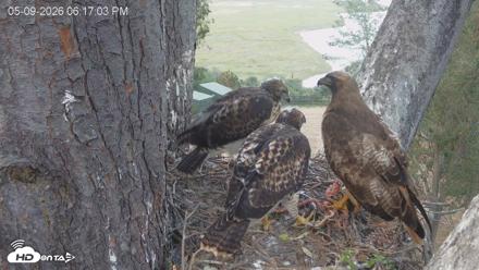 Red-Tailed Hawk Live Webcam - May 9, 2026, 7:17pm PDT