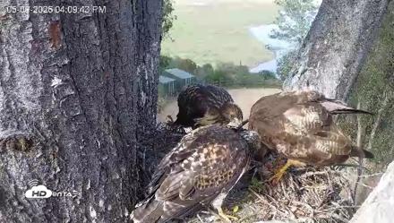 Red-Tailed Hawk Live Webcam - May 9, 2026, 5:13pm PDT