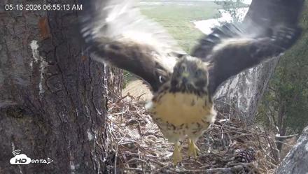 Red-Tailed Hawk Live Webcam - May 16, 2026, 7:56am PDT