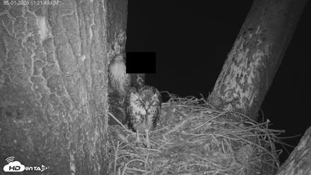 Red-Tailed Hawk Live Webcam - May 2, 2026, 12:22am PDT