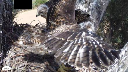 Red-Tailed Hawk Live Webcam - Apr 26, 2026, 2:44pm PDT