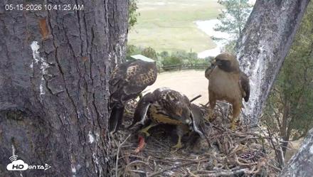 Red-Tailed Hawk Live Webcam - May 15, 2026, 11:42am PDT