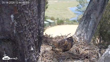 Red-Tailed Hawk Live Webcam - May 14, 2026, 1:45pm PDT