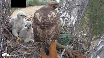 Red-Tailed Hawk Live Webcam - Apr 12, 2026, 3:09pm PDT