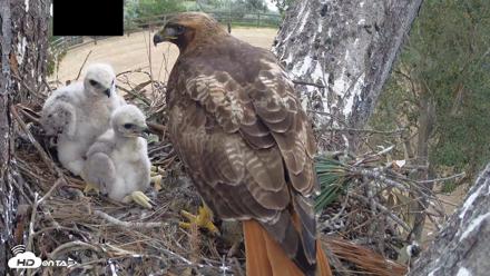 Red-Tailed Hawk Live Webcam - Apr 12, 2026, 3:09pm PDT