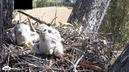 Red-Tailed Hawk Live Webcam - Apr 10, 2026, 10:35am PDT