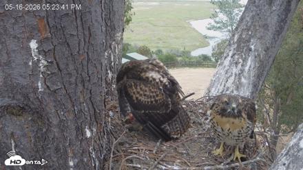 Red-Tailed Hawk Live Webcam - May 16, 2026, 6:24pm PDT