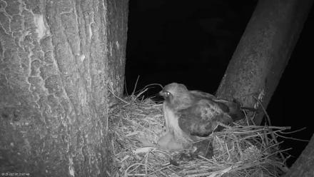 Red-Tailed Hawk Live Webcam - Mar 25, 2026, 6:24am PDT