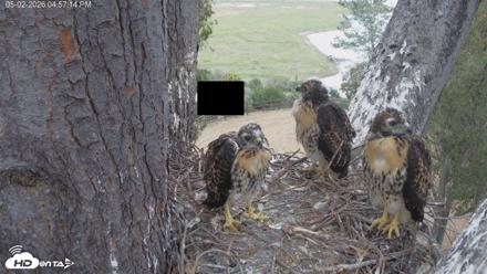 Red-Tailed Hawk Live Webcam - May 2, 2026, 6:00pm PDT