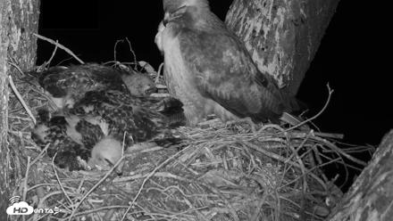 Red-Tailed Hawk Live Webcam - Apr 24, 2026, 12:05am PDT