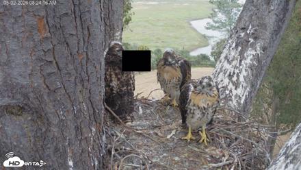 Red-Tailed Hawk Live Webcam - May 2, 2026, 9:25am PDT