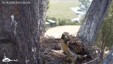 Red-Tailed Hawk Live Webcam - May 18, 2026, 10:55am PDT