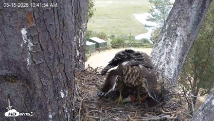 Red-Tailed Hawk Live Webcam - May 15, 2026, 11:43am PDT