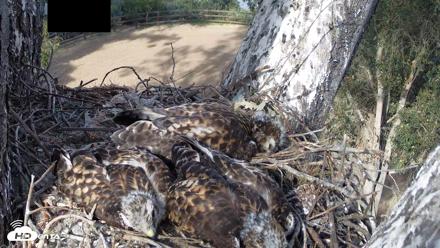 Red-Tailed Hawk Live Webcam - Apr 29, 2026, 5:00pm PDT