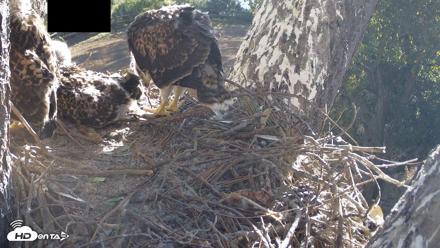 Red-Tailed Hawk Live Webcam - Apr 24, 2026, 7:58am PDT