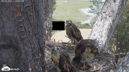 Red-Tailed Hawk Live Webcam - May 4, 2026, 1:02pm PDT