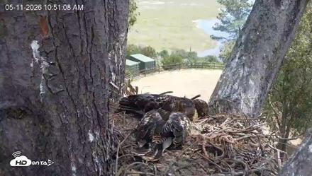 Red-Tailed Hawk Live Webcam - May 11, 2026, 11:54am PDT