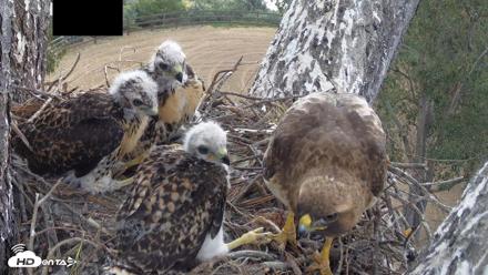 Red-Tailed Hawk Live Webcam - Apr 25, 2026, 9:36am PDT
