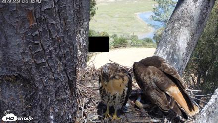 Red-Tailed Hawk Live Webcam - May 6, 2026, 1:35pm PDT