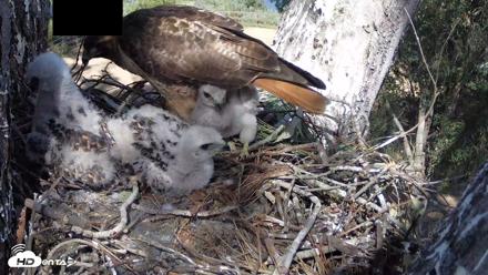 Red-Tailed Hawk Live Webcam - Apr 15, 2026, 3:33pm PDT