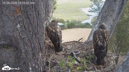 Red-Tailed Hawk Live Webcam - May 9, 2026, 10:33am PDT