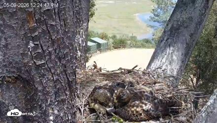 Red-Tailed Hawk Live Webcam - May 9, 2026, 1:25pm PDT