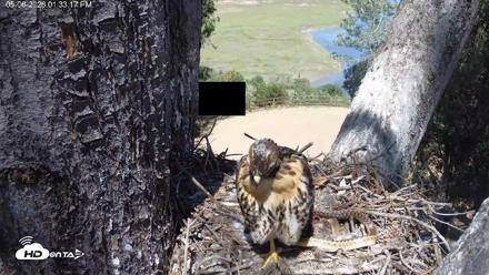 Red-Tailed Hawk Live Webcam - May 6, 2026, 2:36pm PDT