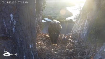Red-Tailed Hawk Live Webcam - May 28, 2026, 5:59am PDT