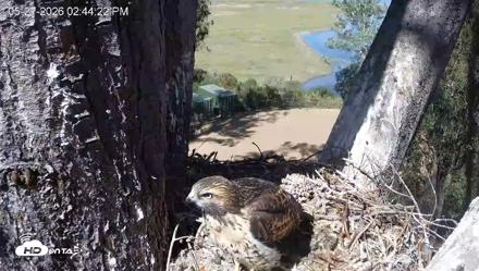Red-Tailed Hawk Live Webcam - May 27, 2026, 3:45pm PDT