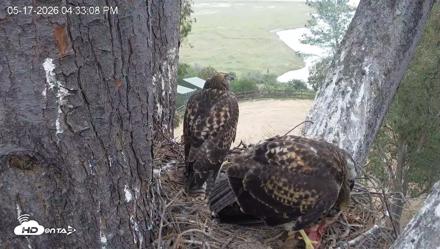 Red-Tailed Hawk Live Webcam - May 17, 2026, 5:36pm PDT