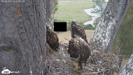 Red-Tailed Hawk Live Webcam - May 4, 2026, 6:30am PDT
