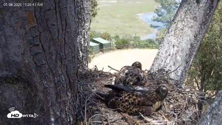 Red-Tailed Hawk Live Webcam - May 8, 2026, 12:29pm PDT