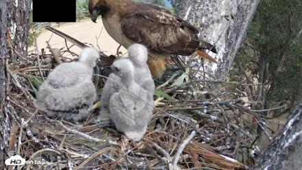 Red-Tailed Hawk Live Webcam - Apr 10, 2026, 1:37pm PDT