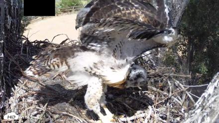Red-Tailed Hawk Live Webcam - Apr 26, 2026, 2:45pm PDT