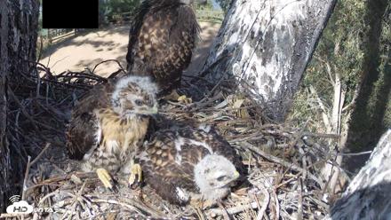Red-Tailed Hawk Live Webcam - Apr 26, 2026, 4:25pm PDT