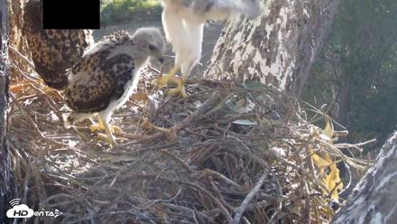 Red-Tailed Hawk Live Webcam - Apr 22, 2026, 7:15am PDT
