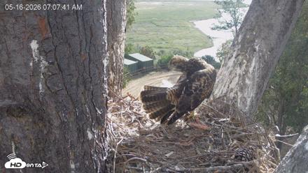 Red-Tailed Hawk Live Webcam - May 16, 2026, 8:08am PDT