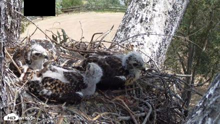 Red-Tailed Hawk Live Webcam - Apr 25, 2026, 12:16pm PDT