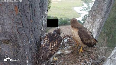 Red-Tailed Hawk Live Webcam - May 5, 2026, 7:24pm PDT