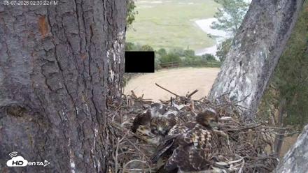 Red-Tailed Hawk Live Webcam - May 7, 2026, 3:32pm PDT