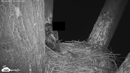 Red-Tailed Hawk Live Webcam - May 4, 2026, 11:34pm PDT