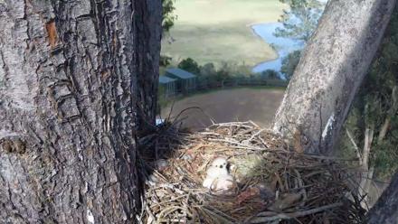 Red-Tailed Hawk Live Webcam - Mar 22, 2026, 4:23pm PDT