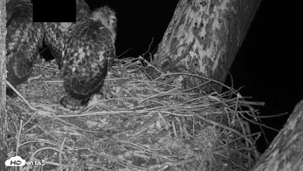 Red-Tailed Hawk Live Webcam - Apr 29, 2026, 10:57pm PDT