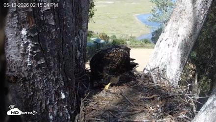 Red-Tailed Hawk Live Webcam - May 13, 2026, 3:16pm PDT