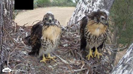 Red-Tailed Hawk Live Webcam - May 1, 2026, 7:22am PDT